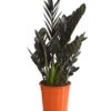 Glücksfeder - Zamioculcas Zamiifolia 'Black' -Gartenbedarf Geschäft 8462442 PR FS 001 ZamioculcasZamiifoliaBlackT17DehnerExpressHerzig