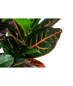 Wunderstrauch - Codiaeum Variegatum 'Petra', In Seegras-Korb -Gartenbedarf Geschäft 8478711 WE DE 001 CodiaeumPetrainKorb