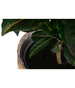 Wunderstrauch - Codiaeum Variegatum 'Petra', In Seegras-Korb -Gartenbedarf Geschäft 8478711 WE DE 002 CodiaeumPetrainKorb