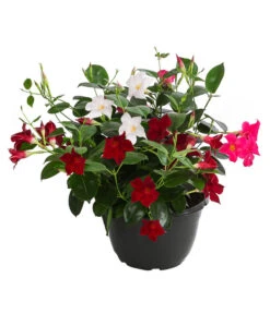 Dipladenien-Trio, Schale