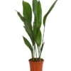 Schusterpalme - Aspidistra Elatior -Gartenbedarf Geschäft 8504326 PR FS 001 SchusterpalmeAspidistraElatiorT17DehnerExpressHerzig