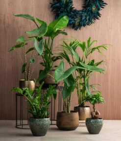 Pfeilblatt - Alocasia Zebrina -Gartenbedarf Geschäft 8516916 8622763 8560252 8630253 WE MO 002 HoweaForsterianaAlocasiaStrelitziaZamioculca