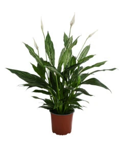 Einblatt - Spathiphyllum 'Silver Cupido'