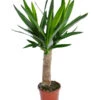 Yucca-Palme - Yucca Elephantipes 'Maya-Tree' -Gartenbedarf Geschäft 8532509 WE FS 001 YuccaMayaTreeT19