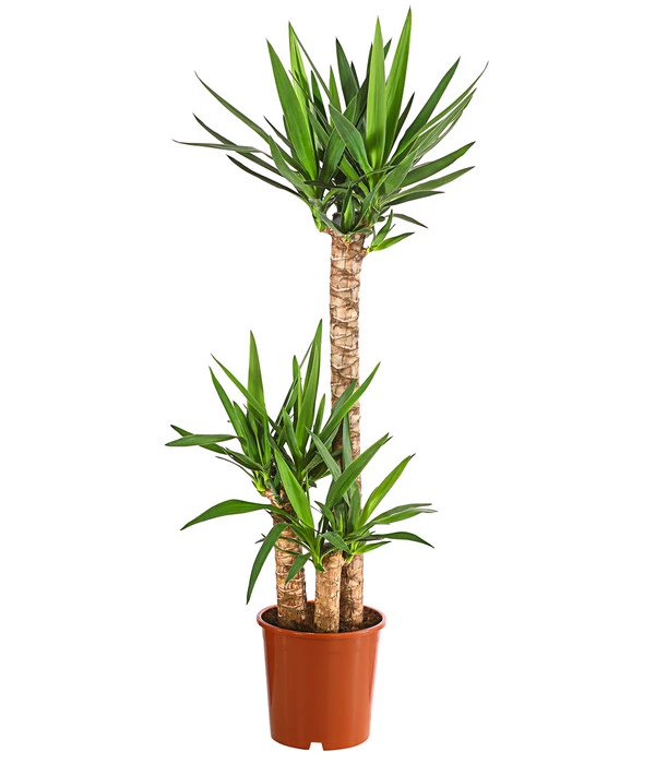 Yucca-Palme - Yucca Elephantipes 3 Yucca-Palme - Yucca Elephantipes