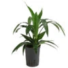 Drachenbaum - Dracaena 'Janet Lind', Hydrokultur -Gartenbedarf Geschäft 8536286 WE FS 001 DracaenaJanetLindKoepfe2PPDrachenbaumHydroT15
