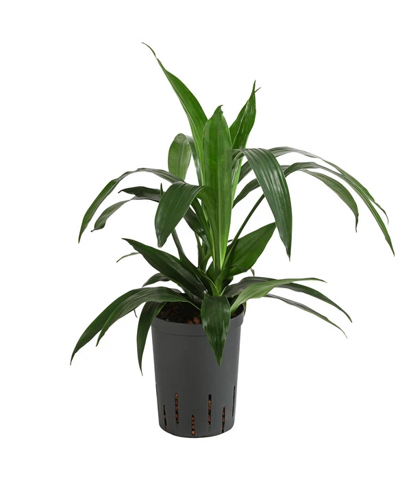 Drachenbaum - Dracaena 'Janet Lind', Hydrokultur 3 Drachenbaum - Dracaena 'Janet Lind', Hydrokultur