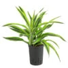 Drachenbaum - Dracaena 'Lemon Lime', Hydrokultur -Gartenbedarf Geschäft 8536302 WE FS 001 DracaenaLemonLineKoepfe2PPDrachenbaumHydroT15 DehnerExpressHerzig