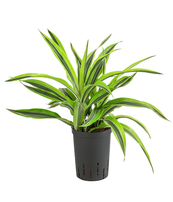 Drachenbaum - Dracaena 'Lemon Lime', Hydrokultur 3 Drachenbaum - Dracaena 'Lemon Lime', Hydrokultur
