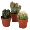 Kakteen-Set - Cactaceae, Verschiedene Sorten, 3-teilig -Gartenbedarf Geschäft 8561516 WE FS 001 Kakteen3 SetT12