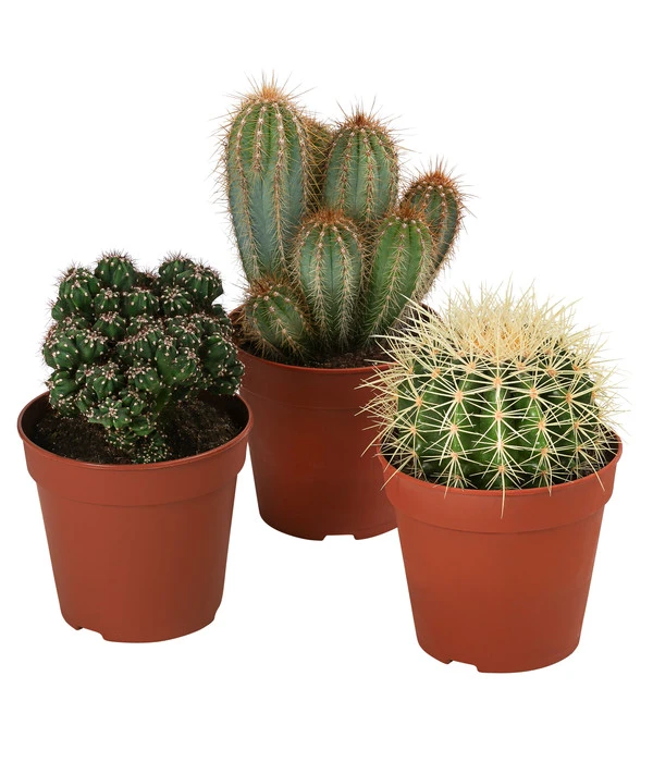 Kakteen-Set - Cactaceae, Verschiedene Sorten, 3-teilig 3 Kakteen-Set - Cactaceae, Verschiedene Sorten, 3-teilig