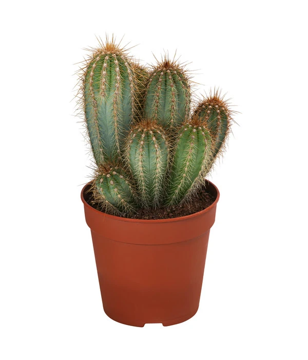 Kakteen-Set - Cactaceae, Verschiedene Sorten, 3-teilig 4 Kakteen-Set - Cactaceae, Verschiedene Sorten, 3-teilig – Bild 2