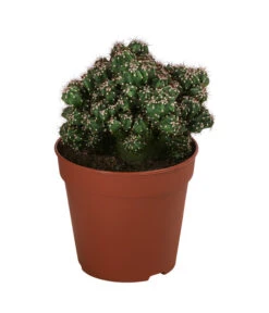 Kakteen-Set - Cactaceae, Verschiedene Sorten, 3-teilig 8 Kakteen-Set - Cactaceae, Verschiedene Sorten, 3-teilig -Gartenbedarf Geschäft 8561516 WE FS 003 Kakteen3 SetT12