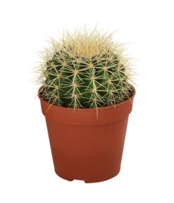 Kakteen-Set - Cactaceae, Verschiedene Sorten, 3-teilig 9 Kakteen-Set - Cactaceae, Verschiedene Sorten, 3-teilig -Gartenbedarf Geschäft 8561516 WE FS 004 Kakteen3 SetT12