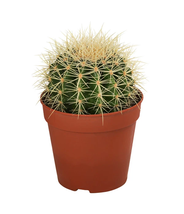 Kakteen-Set - Cactaceae, Verschiedene Sorten, 3-teilig 6 Kakteen-Set - Cactaceae, Verschiedene Sorten, 3-teilig – Bild 4