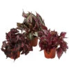 Blattbegonien-Set - Begonia Rex Hybriden, 3-teilig -Gartenbedarf Geschäft 8561524 WE FS 001 Blattbegonien3 SetT12