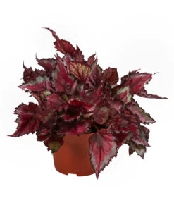 Blattbegonien-Set - Begonia Rex Hybriden, 3-teilig -Gartenbedarf Geschäft 8561524 WE FS 003 Blattbegonien3 SetT12