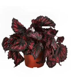 Blattbegonien-Set - Begonia Rex Hybriden, 3-teilig -Gartenbedarf Geschäft 8561524 WE FS 004 Blattbegonien3 SetT12