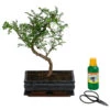 Bonsai Szechuan-Pfeffer - Zanthoxyllum Piperitum, Anfänger-Set, 10 Jahre -Gartenbedarf Geschäft 8561532 WE FS 001 BonsSetZanthoxyllum10JT25