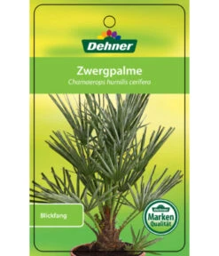 Blaue Zwergpalme -Gartenbedarf Geschäft 8584401 Chamaeropshumiliscerifera 15112016 1
