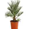 Blaue Zwergpalme -Gartenbedarf Geschäft 8584401 WE FS 001 ChamaeropsHumillisOWCeriferaT18DehnerExpressHerzig