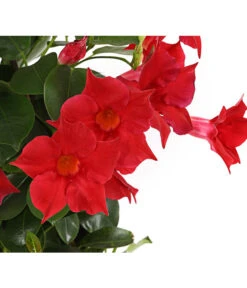 Dipladenie, Pyramide 9 Dipladenie, Pyramide -Gartenbedarf Geschäft 8584864 PR DE 001 DipladeniaT14rotDehnerExpressHerzig