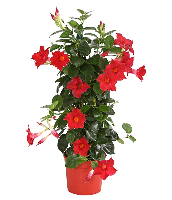 Dipladenie, Pyramide 3 Dipladenie, Pyramide