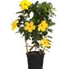 Dipladenie 'Diamantina®', Pyramide 1 Dipladenie 'Diamantina®', Pyramide -Gartenbedarf Geschäft 8585309 WE FS 001 DipladeniaGelb