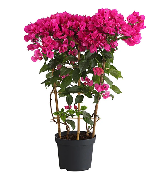 Drillingsblume 'Vera', Spalier 3 Drillingsblume 'Vera', Spalier