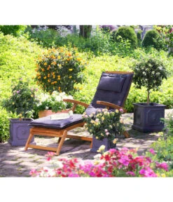 Wandelröschen, Solitärstamm 7 Wandelröschen, Solitärstamm -Gartenbedarf Geschäft 8588196 8595910 8589442 8588451 PR MO 004 LeichtbetonTopfEckigKuebelpflanzenBlumenparkKatalog2016