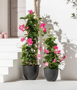 Dipladenie, Pyramide, Rosa -Gartenbedarf Geschäft 8589871 WE MO 002 Dipladenie