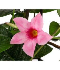 Dipladenie, Pyramide, Rosa -Gartenbedarf Geschäft 8594434 WE DE 001 MandevillaPyramidePinkT17