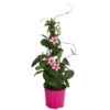 Dipladenie, Pyramide, Rosa -Gartenbedarf Geschäft 8594434 WE FS 001 MandevillaPyramidePinkT17