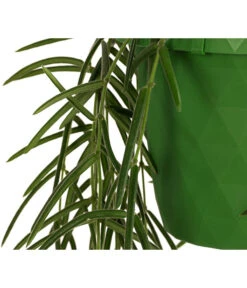 Wachsblume - Hoya Linearis, Ampel -Gartenbedarf Geschäft 8598096 WE DE 002 HoyaLinearisAmpelT12