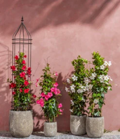 Dipladenie, Pyramide 8 Dipladenie, Pyramide -Gartenbedarf Geschäft 8599086 8584922 8585341 WE MO 001 DipladeniaPyramide