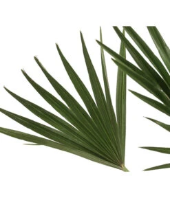 Zwergpalme 'Vulcano' 7 Zwergpalme 'Vulcano' -Gartenbedarf Geschäft 8607905 WE DE 002 ChamaeropsVulcanoT18