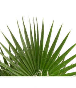 XXL Fächerpalme 7 XXL Fächerpalme -Gartenbedarf Geschäft 8608036 WE DE 004 WashingtoniaRobustaT30MexikanischeFaecherpalme