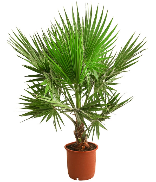 XXL Fächerpalme 3 XXL Fächerpalme