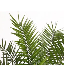 XXL Kanarische Dattelpalme, Ca. 140-160 Cm -Gartenbedarf Geschäft 8608721 PR DE 001 PhoenixCanariensisT28DehnerExpressHerzig