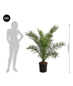 XXL Kanarische Dattelpalme, Ca. 140-160 Cm -Gartenbedarf Geschäft 8608721 WE BG 001 XXLKanarischeDattelpalme140160cm