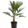 Hanfpalme -Gartenbedarf Geschäft 8609059 WE FS 001 TrachycarpusFortuneiOWT20DehnerExpressHerzig