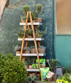 Dehner Gourmet Garten Gewürzlavendel -Gartenbedarf Geschäft 8609869 WE MO 001 LavendelT14 GC02 2022 01