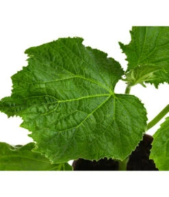 Bio Schlangengurke Im Pottburri®-Topf -Gartenbedarf Geschäft 8611287 WE DE 001 BioPBSchlangengurke