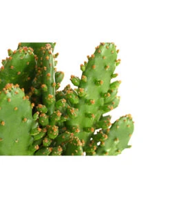 Feigenkaktus - Opuntia Indica, Verschiedene Sorten -Gartenbedarf Geschäft 8611469 PR DE 001 OpuntiaMixT11DehnerExpressHerzig