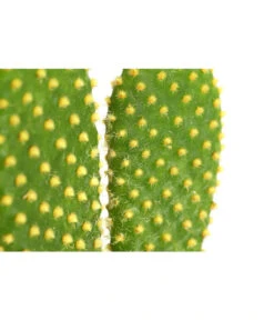 Feigenkaktus - Opuntia Indica, Verschiedene Sorten -Gartenbedarf Geschäft 8611469 PR DE 002 OpuntiaMixT11DehnerExpressHerzig