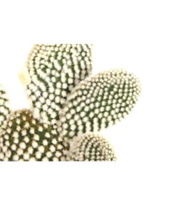 Feigenkaktus - Opuntia Indica, Verschiedene Sorten -Gartenbedarf Geschäft 8611469 PR DE 003 OpuntiaMixT11DehnerExpressHerzig