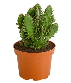 Feigenkaktus - Opuntia Indica, Verschiedene Sorten -Gartenbedarf Geschäft 8611469 PR FS 001 OpuntiaMixT11DehnerExpressHerzig