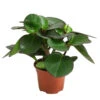 Peperomie - Peperomia Clusiifolia -Gartenbedarf Geschäft 8611600 PR FS 001 PeperomiaClusiifoliaT11DehnerExpressHerzig