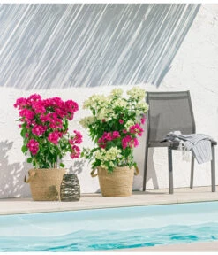 Drillingsblume 'Vera', Spalier 7 Drillingsblume 'Vera', Spalier -Gartenbedarf Geschäft 8618258 PR MO 001 BougainvilleT19Twin