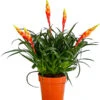 Vriesea - Bromelia Cultivars 'Shannon' -Gartenbedarf Geschäft 8620635 PR FS 001 VriseaMultiflowerShannonT12DehnerExpressHerzig